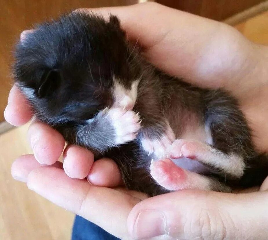 Маленький черный белый котенок. Новорожденный котенок. Маленьких новорожденных котят. Маленькие новорождённые котята. Новорожденный черный котенок.