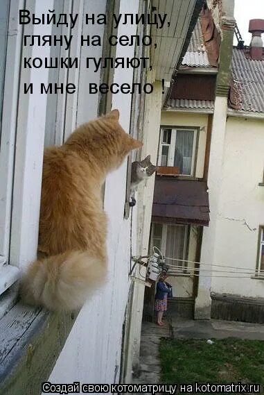 Орут коты на улице ,гуляют. Кот кричит. Кот заорал. Почему коты орут в марте. Кот хочет на улицу.