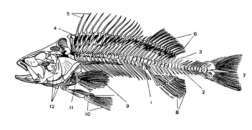 Внутренний скелет костной рыбы. Скелет костистой рыбы. Скелет костистой рыбы окуня. Скелет система рыб. Скелет хвостового плавника судака.
