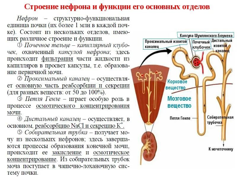 Функции различных отделов. Нефрон строение и функции физиология. Строение нефрона и их функции. Физиологическая роль канальцев нефрона. Строение нефрона функции отделов.