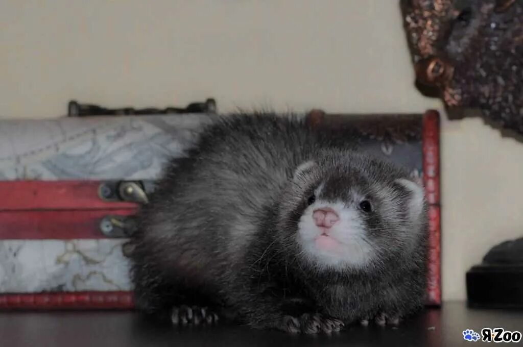 Library ferret 1.19