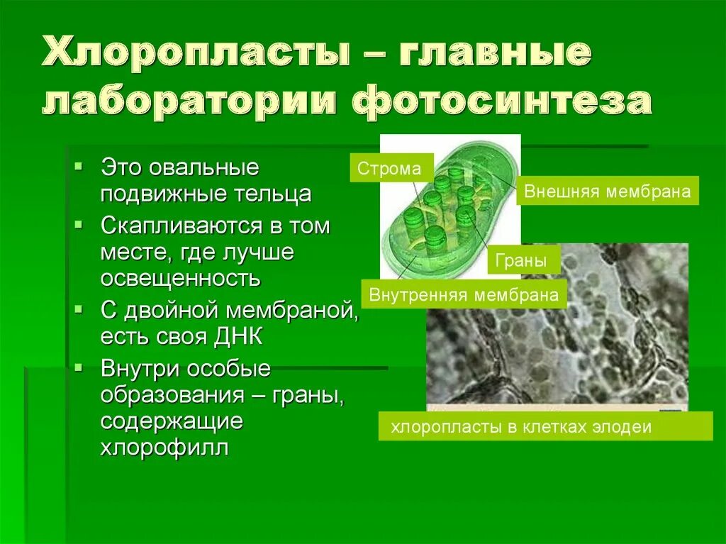 Организмы с хлоропластами. Строма хлоропласта процесс фотосинтеза. Роль хлоропластов в процессе фотосинтеза. Процессы в хлоропластах. Фотосинтез хлоропласты хлорофилл.