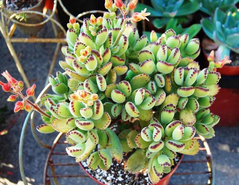 Котиледон Cotyledon tomentosa. Суккулент Котиледон томентоза. Котиледон леди Смит. Котиледон томентоза (Cotyledon tomentosa). Каланхоэ взрослое