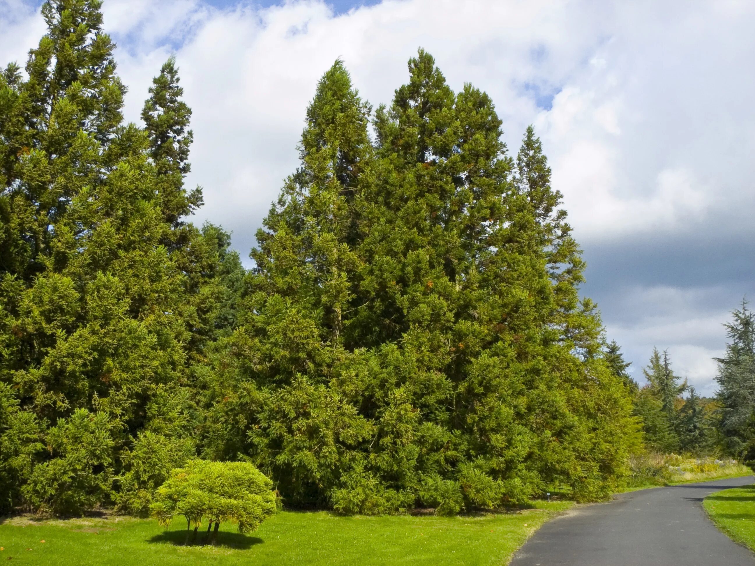 Криптомерия японская cryptomeria japonica. Криптомерия японская лес. Криптомерия лес. Криптомерия японская лес. Японский кипарис.