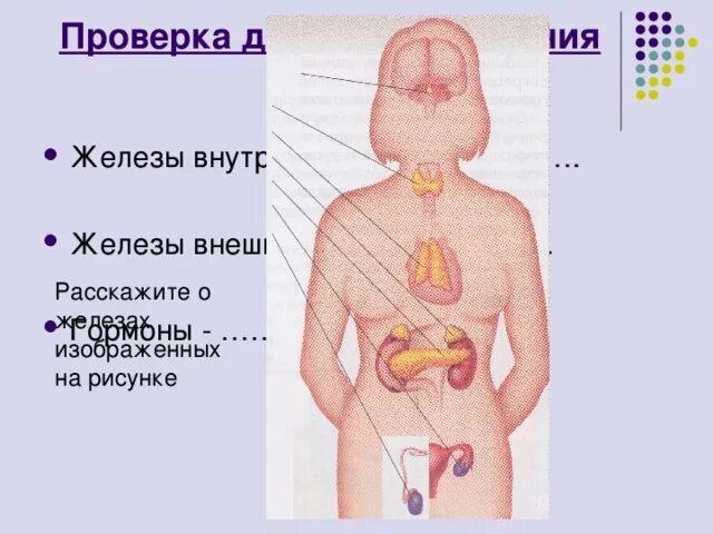 Рисунок на котором изображена железа вырабатывающая гормон инсулин. Железа вырабатывающая гормон инсулин. Рисунок на котором изображена железа вырабатывающая гормон тироксин. На котором изображена железа, вырабатывающая гормон — инсулин:.