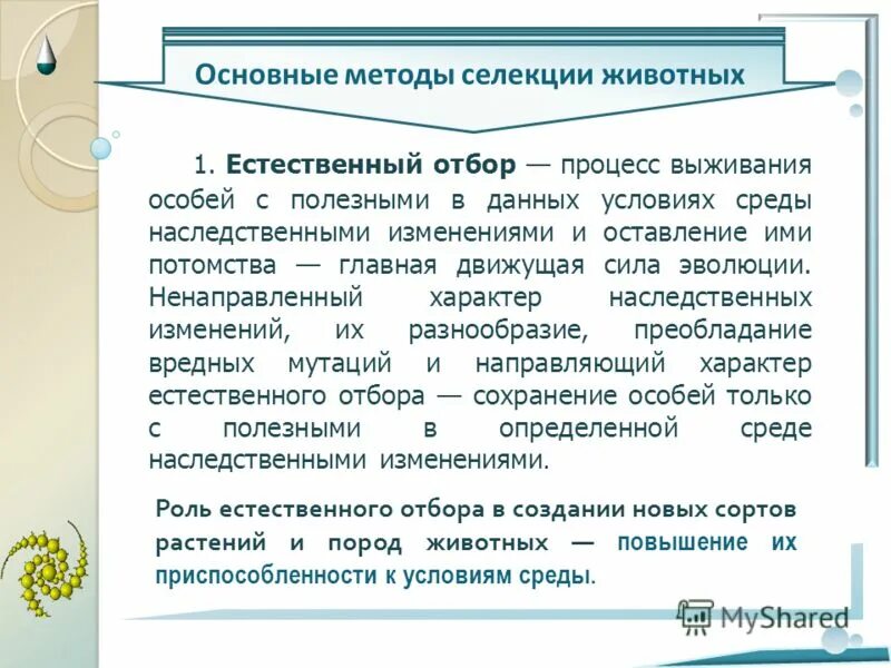 В постоянных условиях среды естественный отбор сохраняет