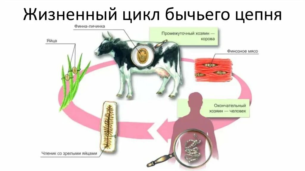 Печеночный сосальщик впр. Жизненный цикл бычьего цепня схема. Цикл развития бычьего цепня. Бычий цепень жизненный цикл схема. Цикл развития бычьего цепня 7 класс биология схема.