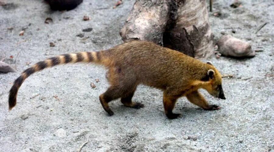 Coati Unusual animals, Cute animal pictures, Cute animals