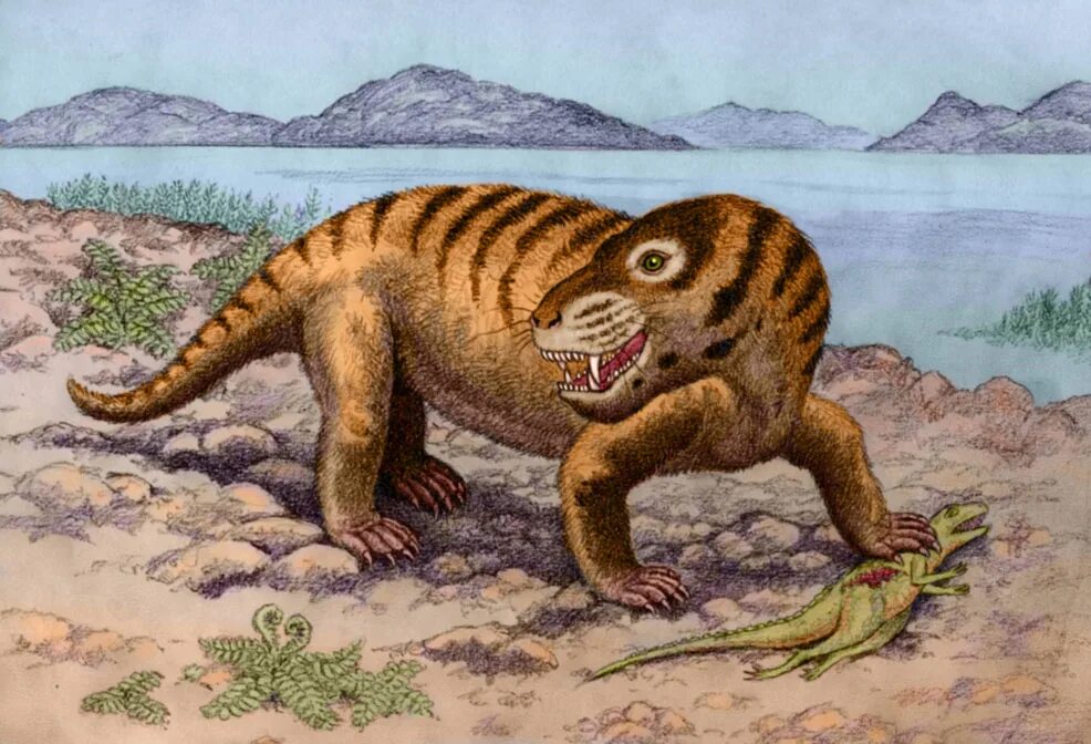 Звероподобные пресмыкающиеся. Cynognathus crateronotus. Циногнат цинодонты. Терапсиды Триасового периода. Циногнат динозавр.