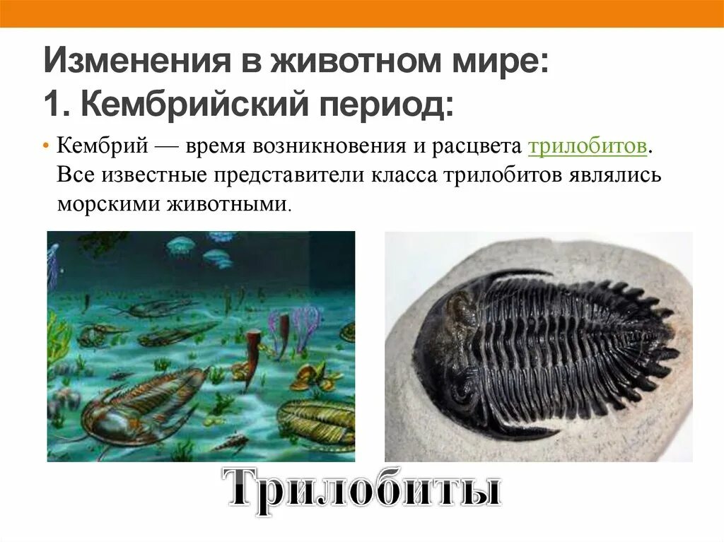 Палеозой эра кембрий. Палеозой силур растения. Эра палеозой период кембрийский. Силурийский период палеозойской эры таблица. Палеозойская эра ордовикский период.