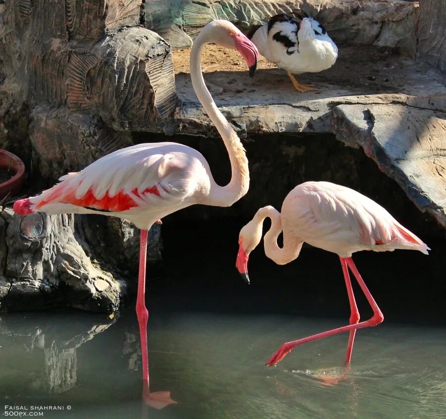 Фламинго 19. Картина стразами "фламинго на озере". Фламинго 19. Как выглядит разноцвюю фламинго ссср. Наклейки милые фламинго.