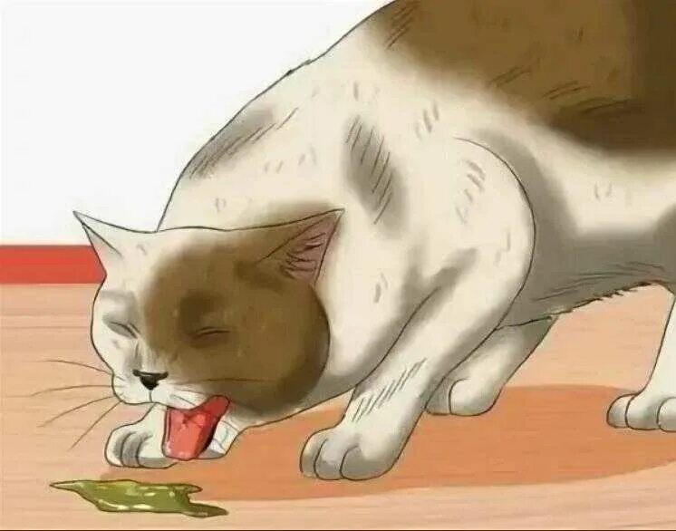 Кот рыгает. Почему кошка рвет едой