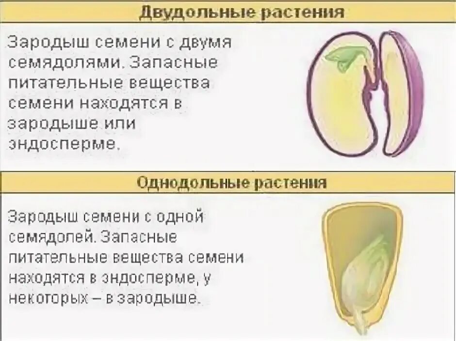 Чечевица однодольное или двудольное растение CoffMachines.ru