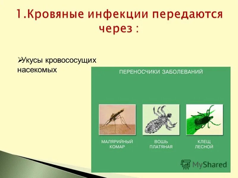 Какие инфекции передаются через укусы кровососущих насекомых. Кровяные инфекции передаются через укусы. Укусы кровососущих насекомых. Инфекции передающиеся через кровососущих насекомых. Кровяная инфекция передается через укусы кровососущих насекомых.