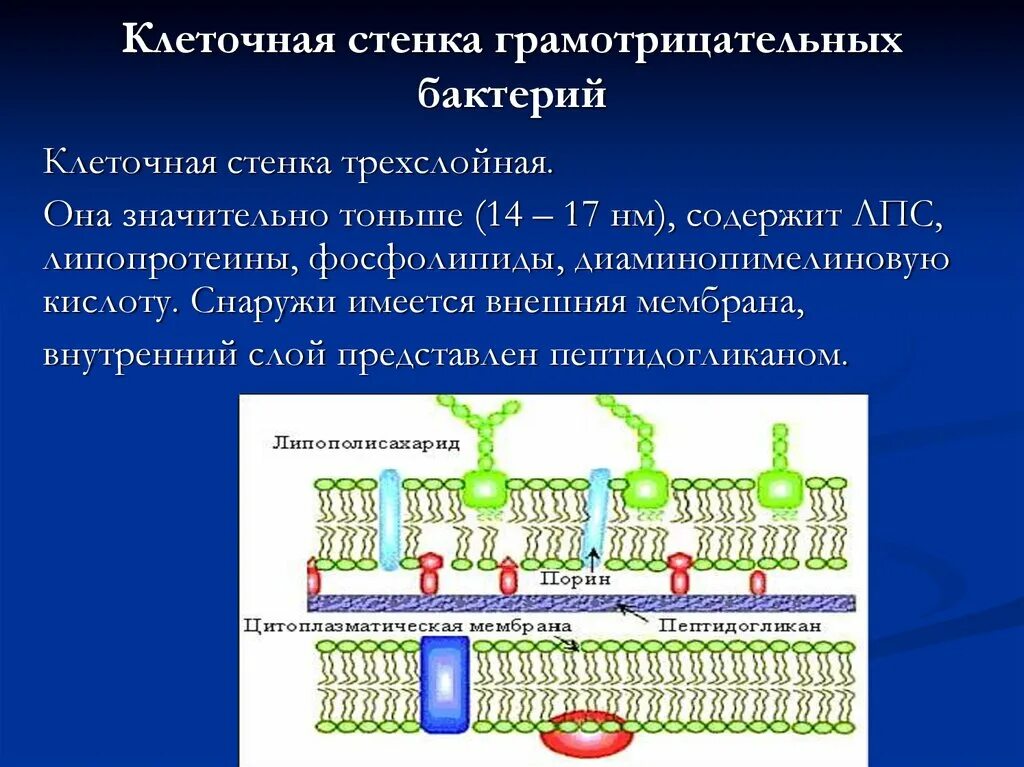 Особенности строения клеточной стенки и ее функции. Особенности строения клеточной стенки и ее функции