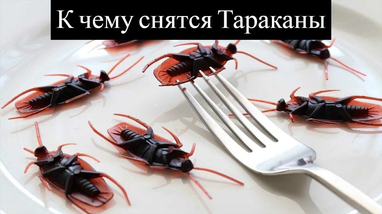К чему снятся тараканы живые. Что означает во сне видеть тараканы. Видеть во сне тараканов к чему. Сонник тараканы к чему снятся. К чему снится много.