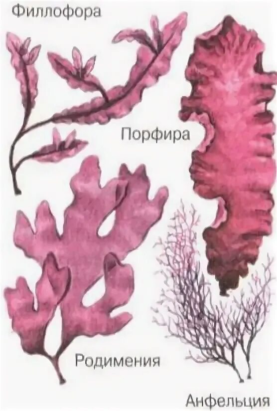 Филлофора, хламидомонада, пихта сицилийская. Рассмотрите изображения растений филлофора. Красны водоросль родимения сообщение. Родимения водоросль строение. Порфира филлофора.