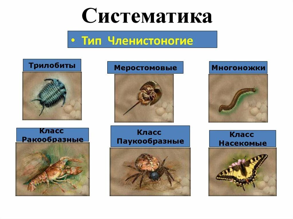 3 класса типа членистоногих. Систематика членистоногих 7 класс. Членистоногие классификация схема. Классификация типа Членистоногие. Тип Членистоногие презентация.