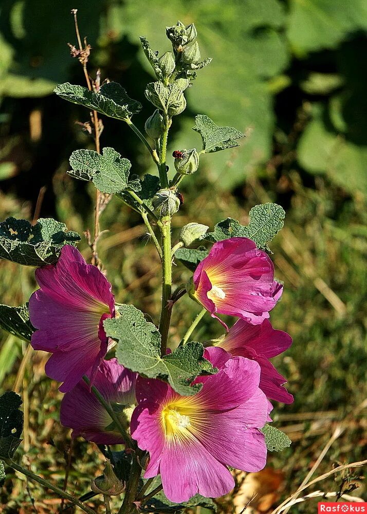 Мальва red hollyhock. Листья мальвы фото. Мальва листья. Мальва однолетняя фиолетовая. Мальва листики.