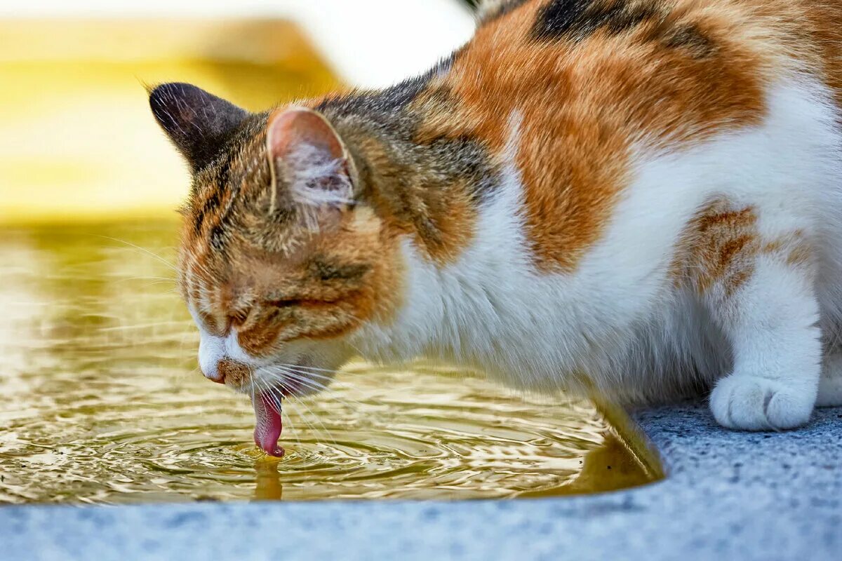 Кошка пьет воду причины. Кошка пьет. Кот пьет воду. Кошка в воде. Кот пьет воду из лужи.