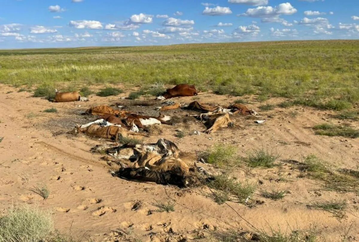 Падеж скота. Костанайская область. Урожай погиб. Падеж скота в Казахстане в 2021 году фото.