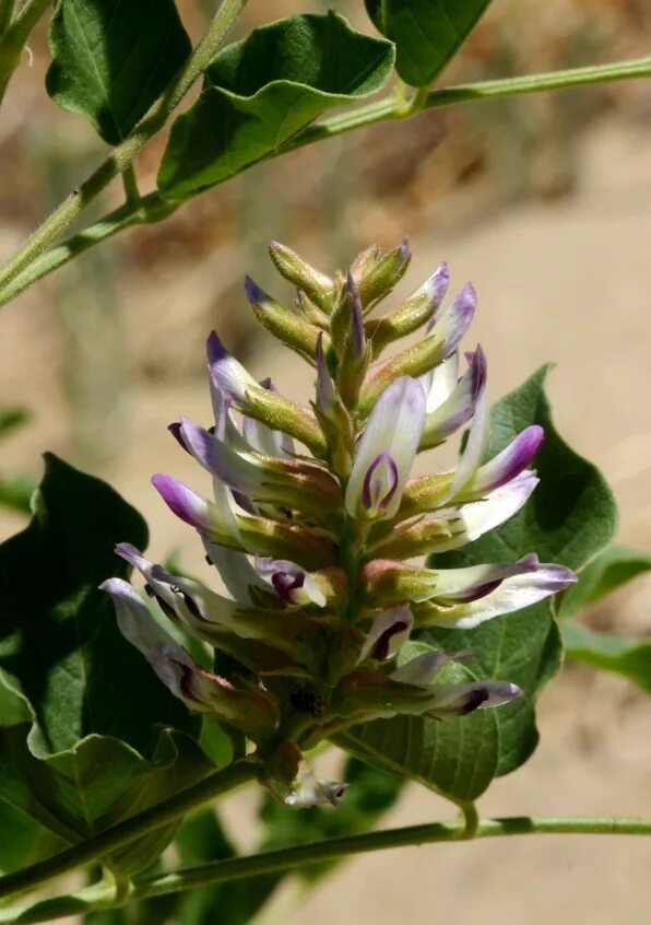 Как выглядит растение солодка. Glycyrrhiza glabra. Солодка растение семена. Солодка Забайкальская. Индийская Солодка.