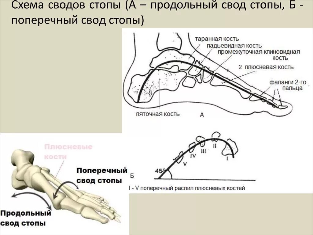 Схема продольного свода стопы. Продольный и поперечный свод стопы. Поперечный свод стопы схема. Мышцы удерживающие продольный свод стопы. Продольный поперечный свод