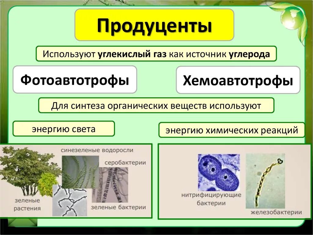 Водоросли продуценты. Продуценты примеры. Примеры репродуцентры. Продуценты консументы и редуценты примеры. Группа автотрофных организмов