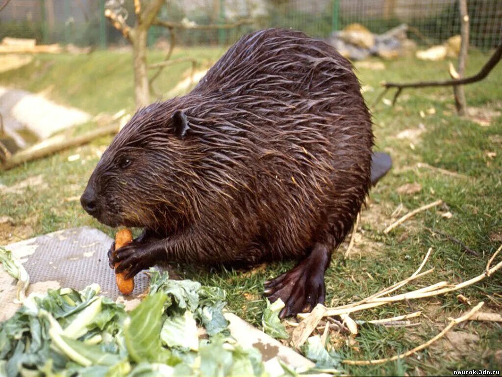 Бобр речной обыкновенный. Евразийский речной бобр. Обыкновенный бобр. Название бобра. Бобр (castor fiber linnaeus, 1758).