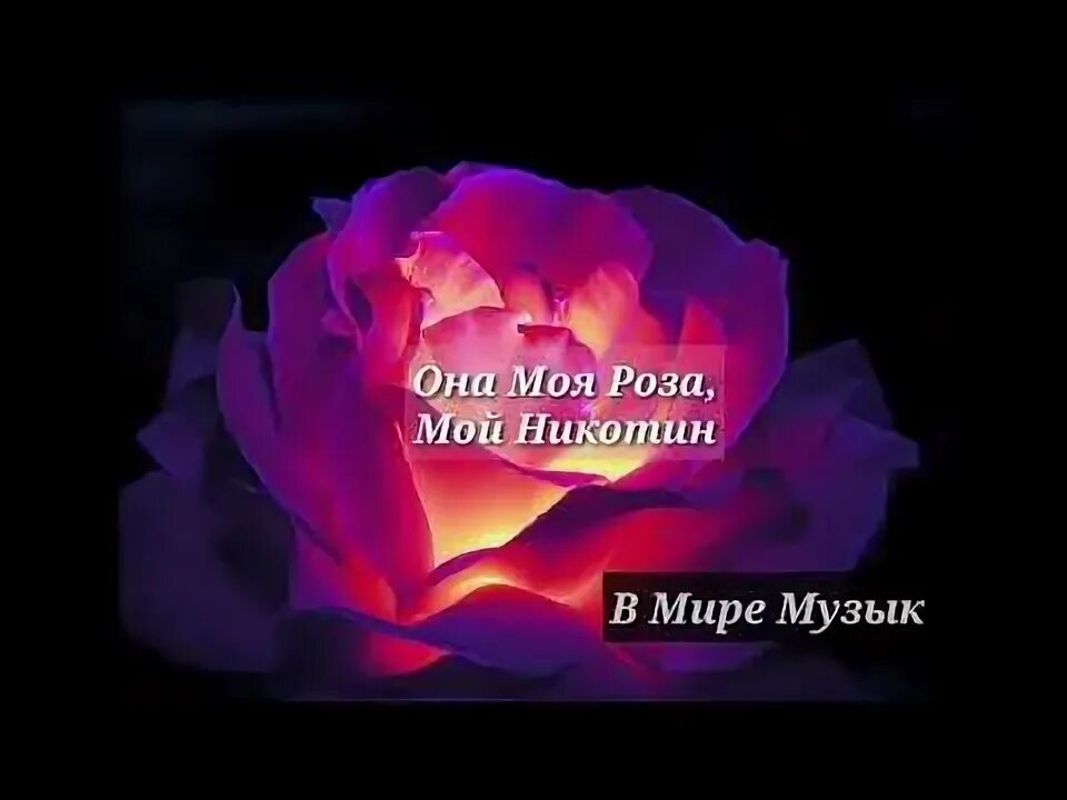 Она моя розовая. Она моя розовая. Она моя розовая. Она любила розы песня текст. Она моя розовая.