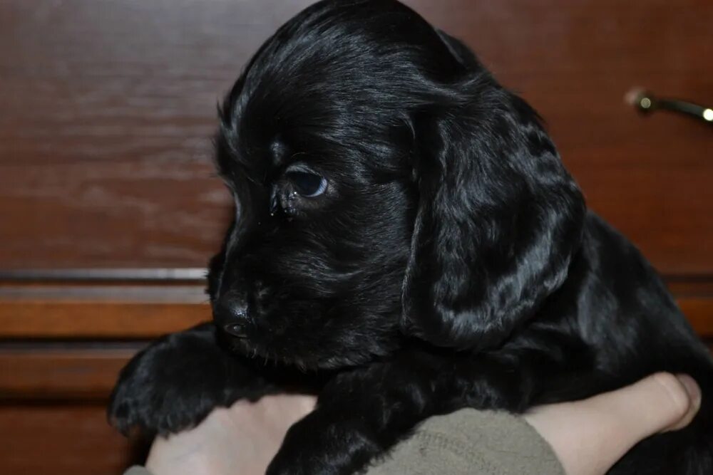 Щенок английского кокер спаниеля 1 месяц. Кокер спаниель щенок 1 месяц. Щенок английского кокер спаниеля 1 месяц. Кокер-спаниель. Щенки кокер спаниеля 1.