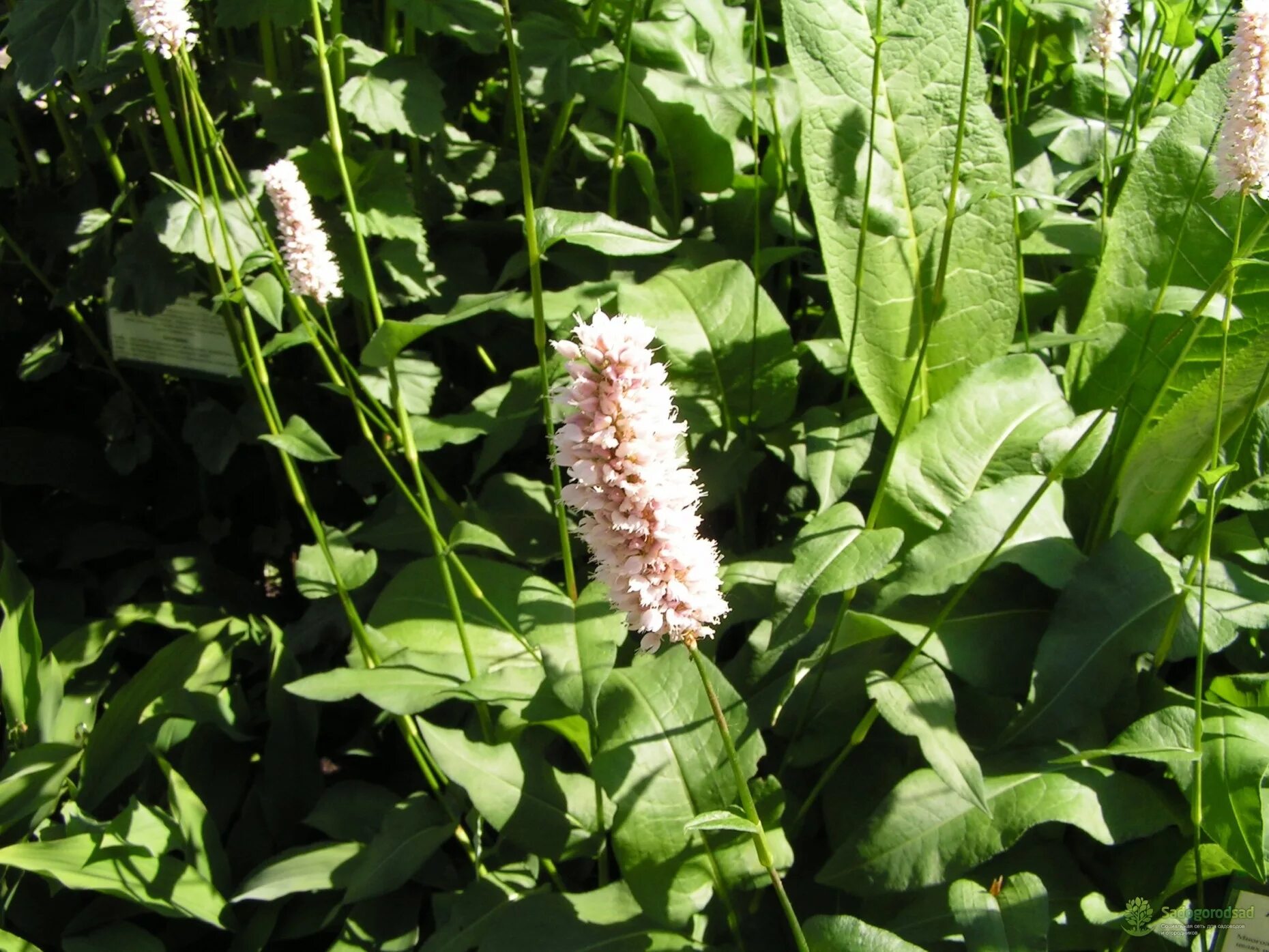 Змеевик Горец змеиный. Горец змеиный растение. Горец змеиный (Polygonum bistorta). Горец змеиный superba Суперба.