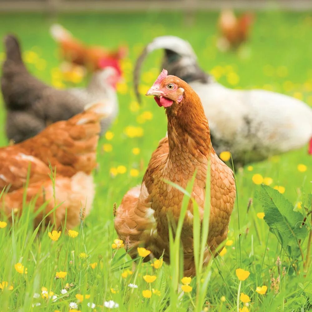 Курица на природе. Фермерские куры. Курочки на лугу. Ферма курочек. Ферма курочек.