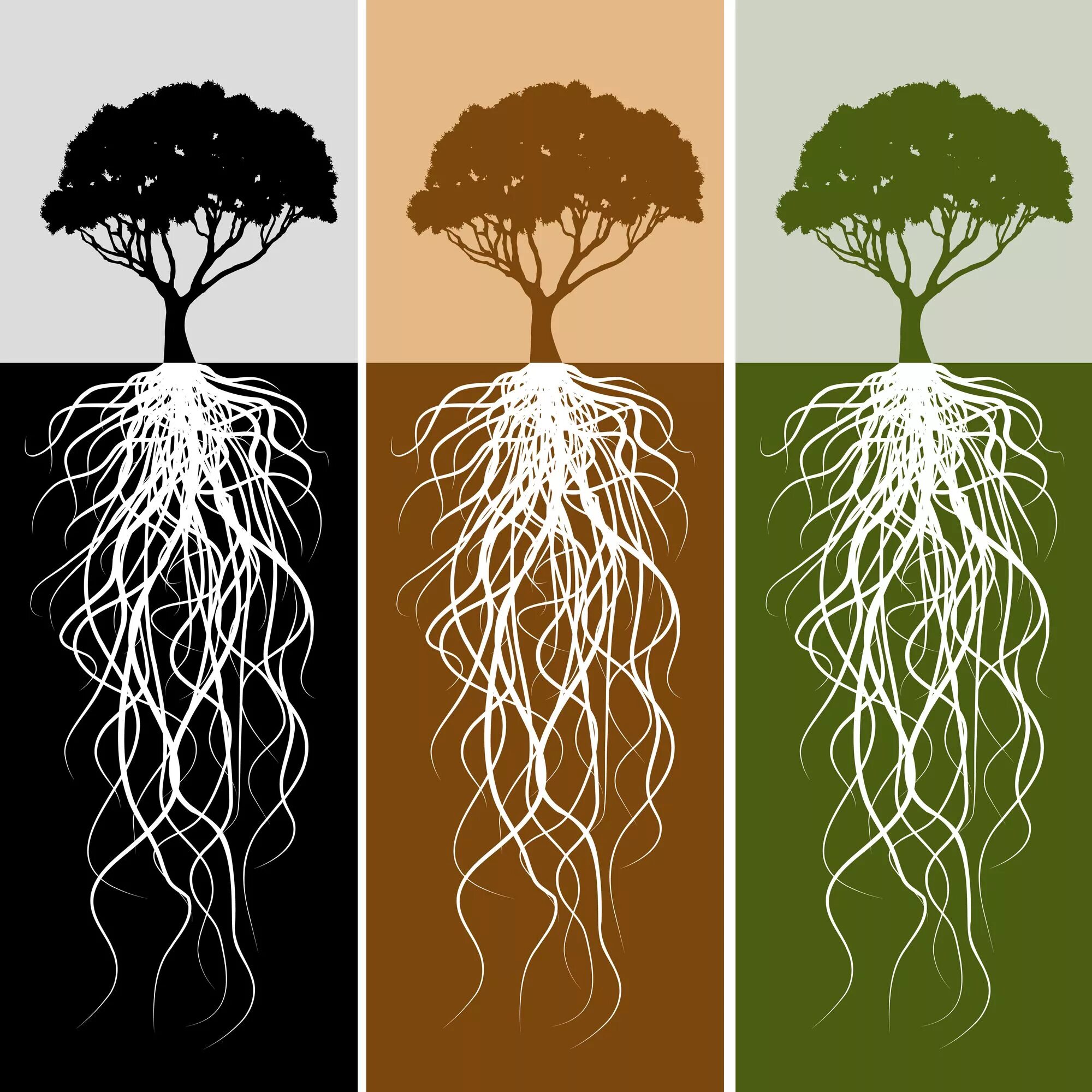 A tree without roots