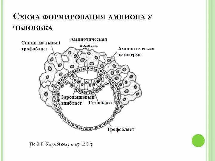 Трофобласт бластоцисты принимает участие в формировании. Строение трофобласта. периферический трофобласт. дифференцировка трофобласта. трофобласт гипобласт.