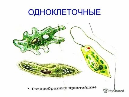 Клетки одноклеточных и многоклеточных организмов