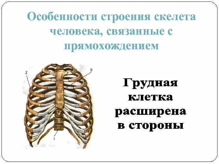 Особенности строения скелета. Особености строение скелета человека. Изменения в скелете человека в связи с прямохождением. Особенности человека связанные с прямо хождение.