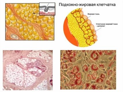 Жидкость подкожный жировой