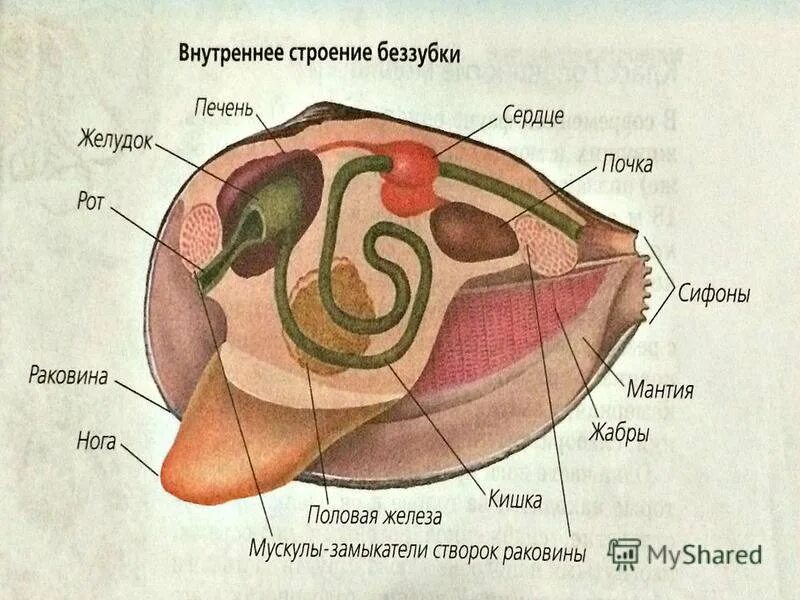 Перловица строение внутри. Внутреннее строение перловица моллюска. Внутреннее строение двустворчатых моллюсков. Внутреннее строение беззубки рисунок. Моллюски имеют сердце