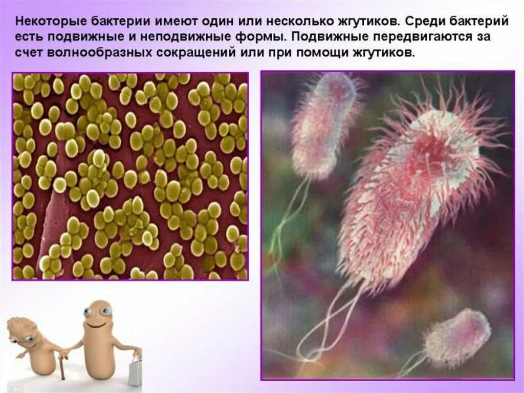 Бактерии сообщение кратко. Бактерии презентация. Подвижные бактерии. Бактерии биология. Информация о бактериях 5 класс.
