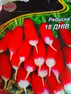 Редиска ростов