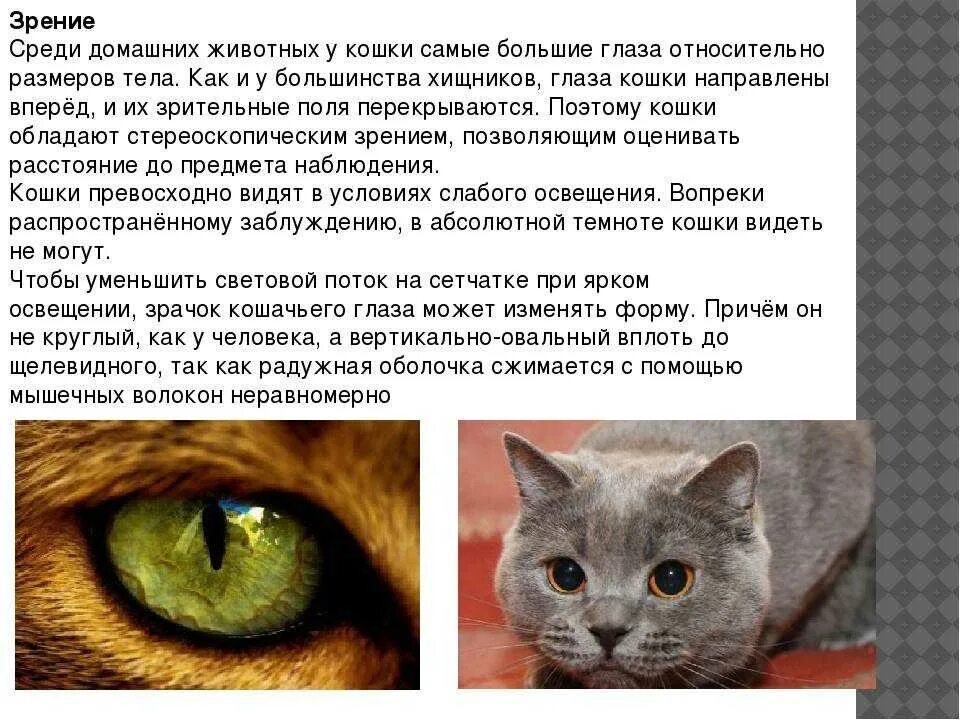 Почему кошка долго смотрит в глаза. Зрение кошек. кошки различают цвета. как видят кошки. зрение глазами кошки.