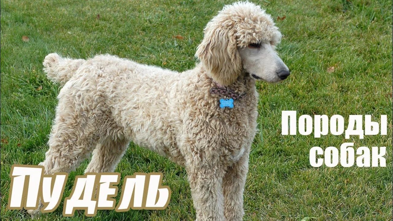 Пудель порода собак. Королевский пудель. Чистокровный Королевский пудель. Белый Королевский пудель