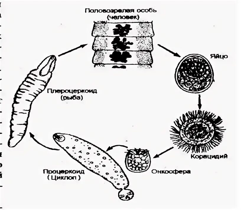 Личинки лентеца. Финна широкого лентеца. Широкий лентец цикл развития. Финна широкого лентеца строение. Широкий лентец корацидий.