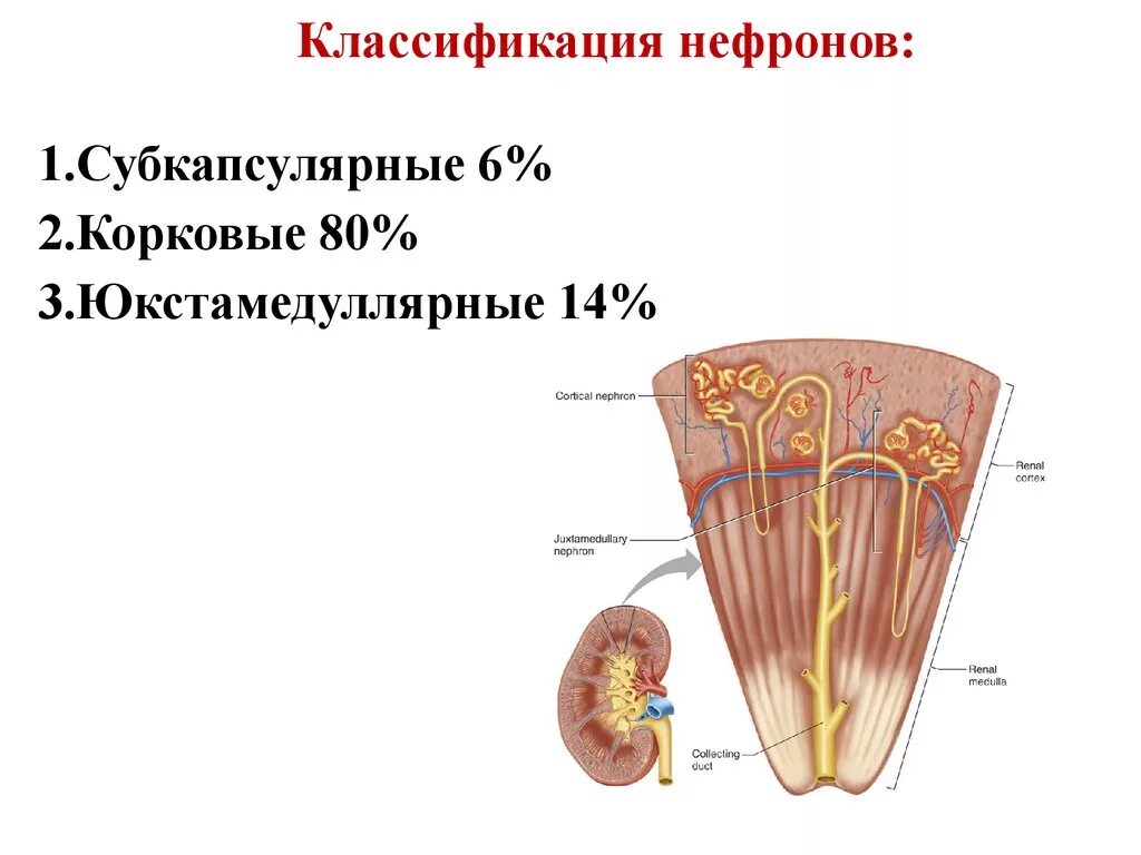 Различные типы нефронов. Особенности юкстамедуллярных нефронов. Типы нефронов в почке физиология. Строение коркового нефрона. Функция корковых нефронов.