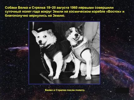 Сколько белка и стрелка