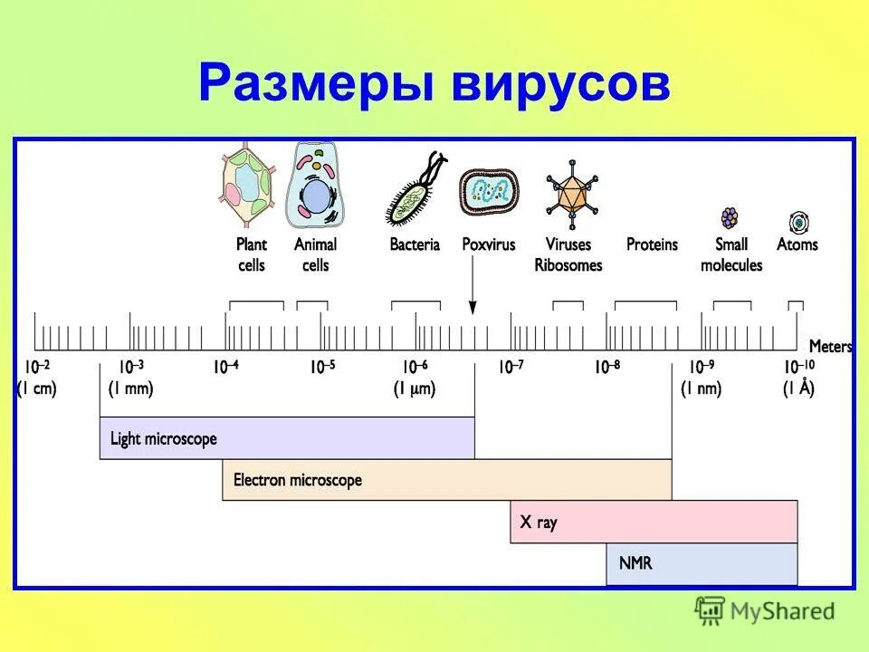 размеры вирусов. размер вируса и клетки. размеры вирусов и бактерий в микронах. размеры вирусов и бактерий. 2 размеры вирусов.