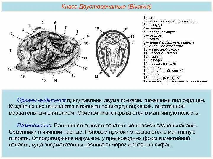 Брюхоногие моллюски мантийная полость. Внешнее строение моллюсков. Мантийная полость у хитонов. Мантийный комплекс органов двустворчатых моллюсков. Брюхоногие моллюски мантийная полость.
