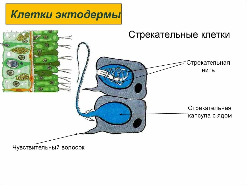 Стрекательные клетки находятся у гидры в. Стрекательные клетки это клетки эктодерма. Типы клеток эктодермы и энтодермы. Строение стрекательной клетки. Стрекательные клетки гидры функции.