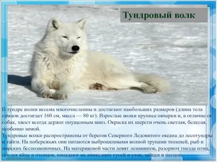 Животные тундры 4 класс окружающий мир доклад